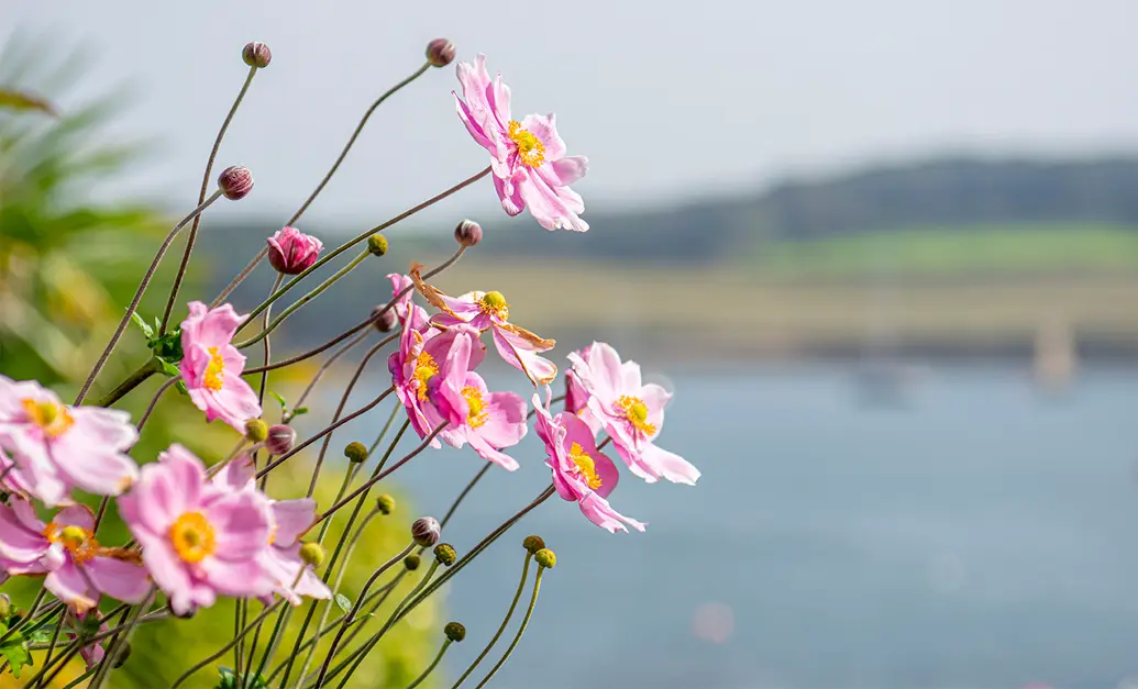  Stmawes Image